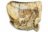 Fossil Woolly Mammoth Partial Lower Jaw with M - North Sea #370405-3